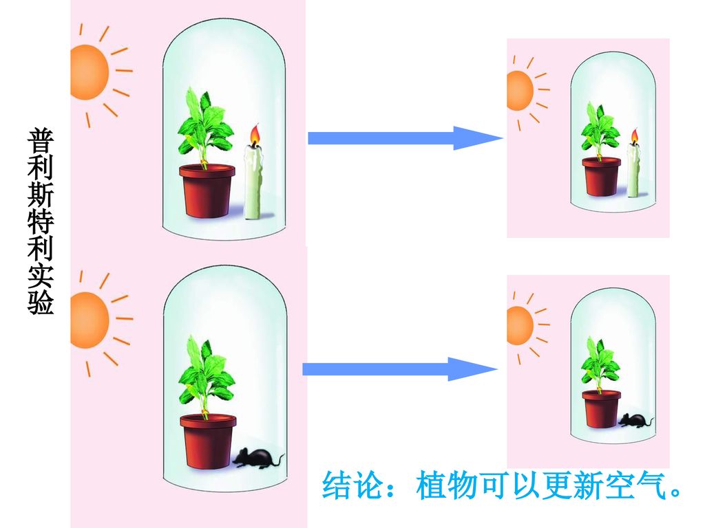 4 光合作用的发现 1771年,英,普里斯特利的实验